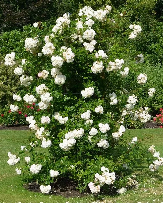 Rosa 'Perfume Dreams'