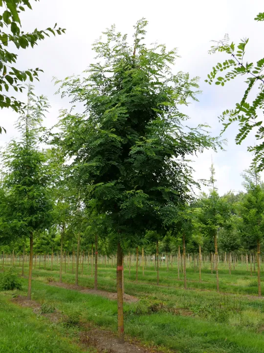 Robinia pseudoacasia