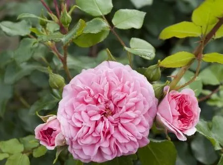 Rosa 'Pink Swany' ®