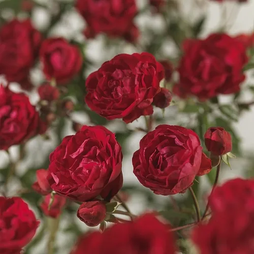 Rosa 'Rode Koster' (morsdag)