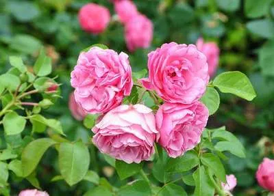 Rosa 'Red Leonardo Da Vinci'©