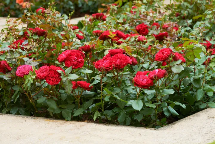 Rosa 'Red Romanza'