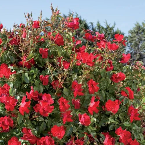 Rosa 'Scarlet Bonica'