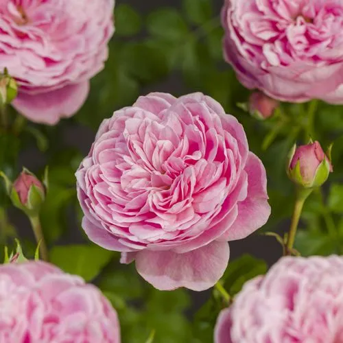 Rosa 'Sweet Candy'