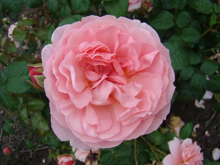 Rosa 'Strawberry Hill' ®
