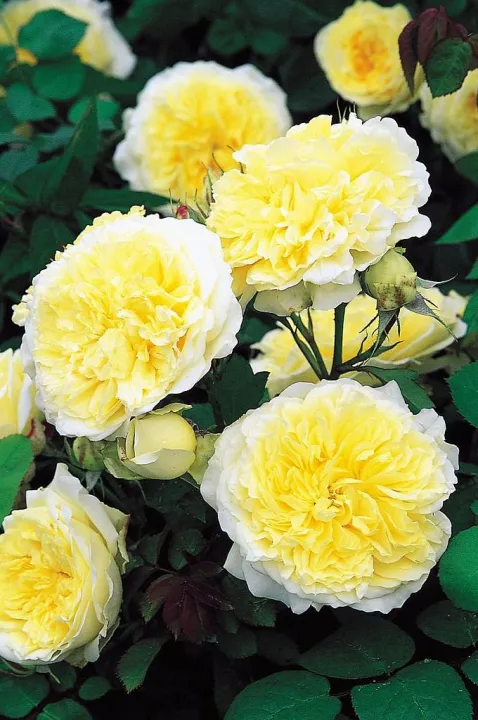 Rosa 'The Pilgrim' ®