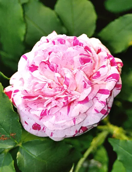 Rosa 'Variegata Di Bologna'