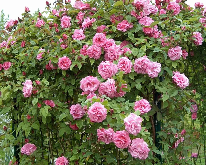 Rosa 'Zephirine Drouhin'