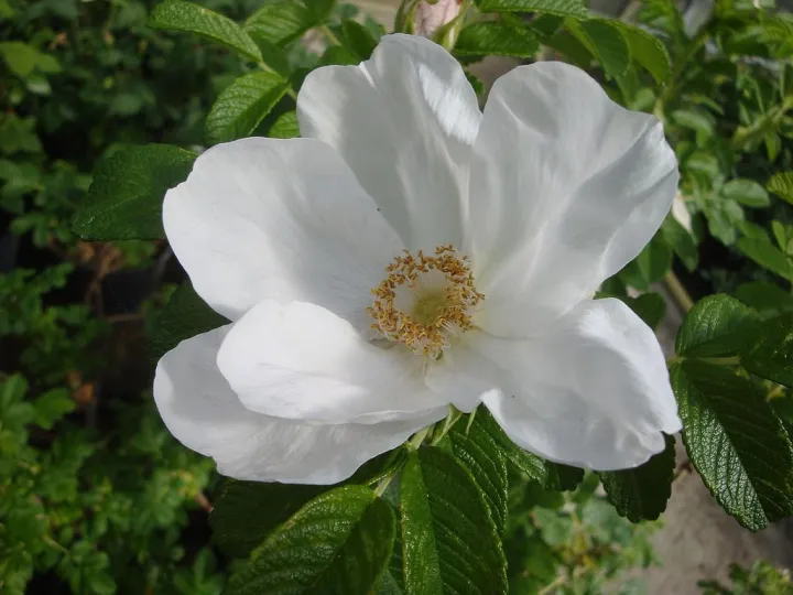 Rosa rugosa 'Alba'