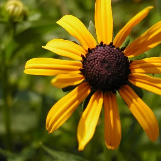 Rudbeckia fulgida 'Goldsturm'