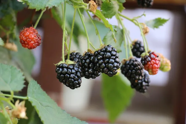 Rubus fruticosus 'Little Black Prince'