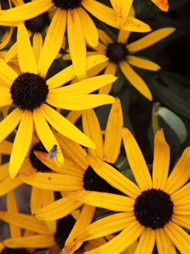 Rudbeckia fulgida 'Little Goldstar'