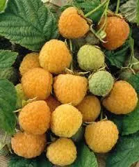 Rubus idaeus 'Fallgold'