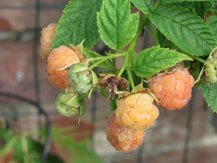 Rubus idaeus 'Golden Everest'