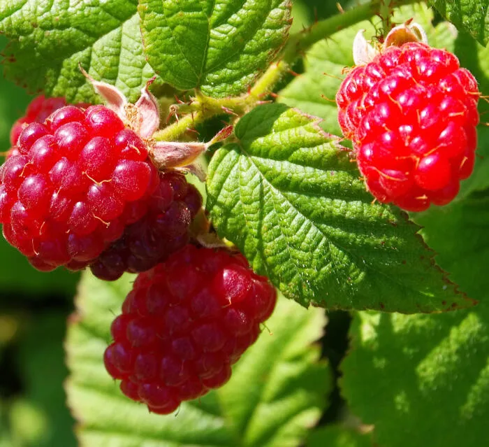 Rubus idaeus 'Tulameen'