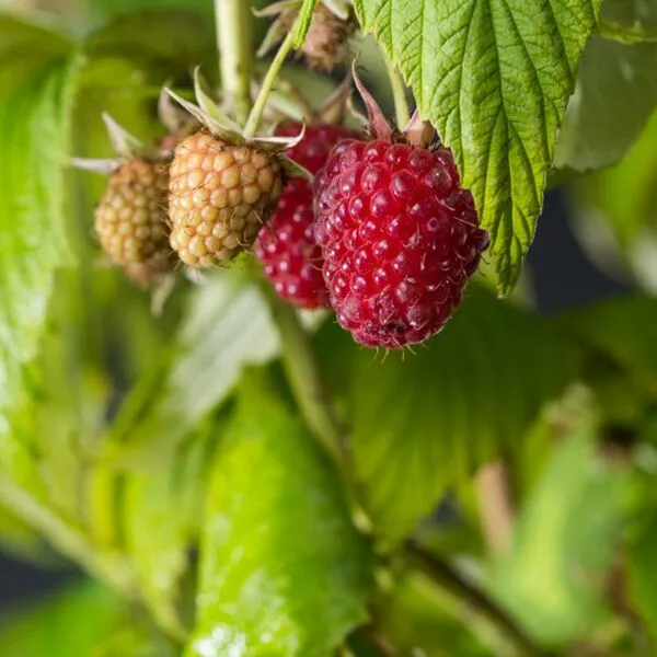 Rubus idaeus 'Zeva Herbsternte'