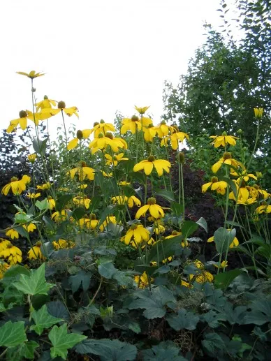 Rudbeckia nitida 'Herbstsonne'