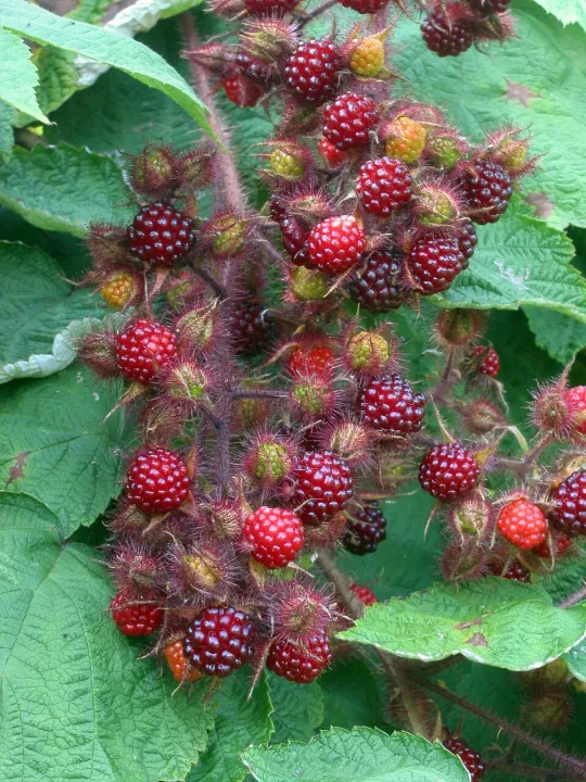 Rubus phoenicolasus
