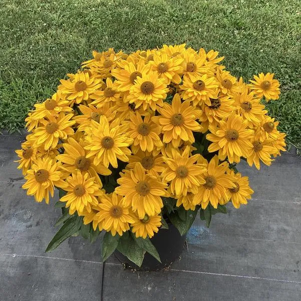 Rudbeckia sunbeckia 'Emma'