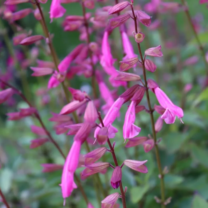Salvia hybride 'Amistad'®