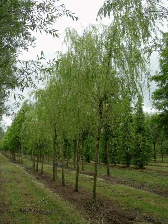 Salix babylonica 