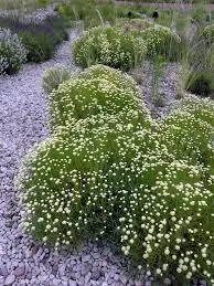 Santolina cham. 'Edwards Bowles'