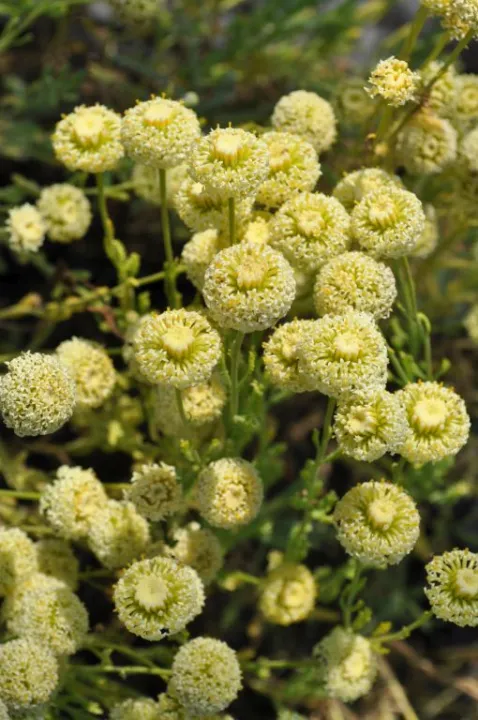 Santolina cham. 'Edwards Bowles'