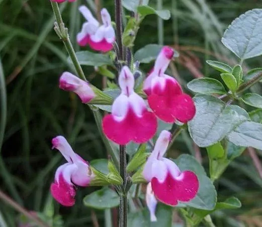 Salvia microphylla 'Cherry Lips'