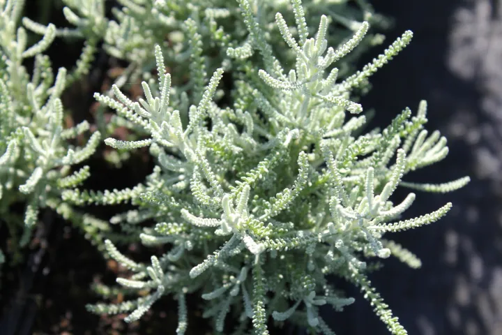 Santolina cham. 'Lambrook Silver'