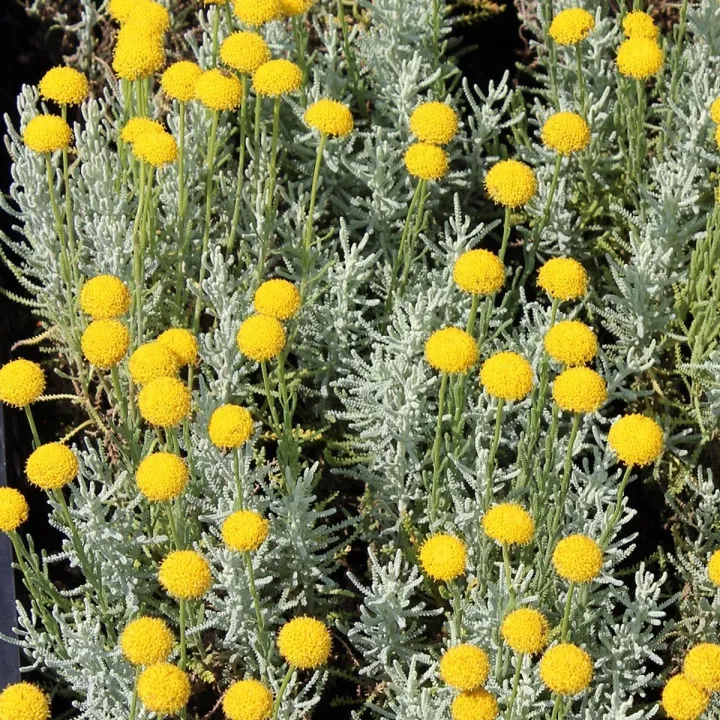 Santolina cham. 'Lambrook Silver'