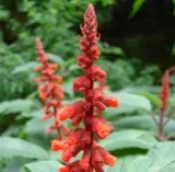 Salvia confertiflora
