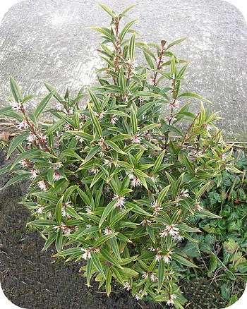 Sarcococca confusa