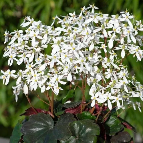 Saxifraga 'Dancing Pixies Thea'