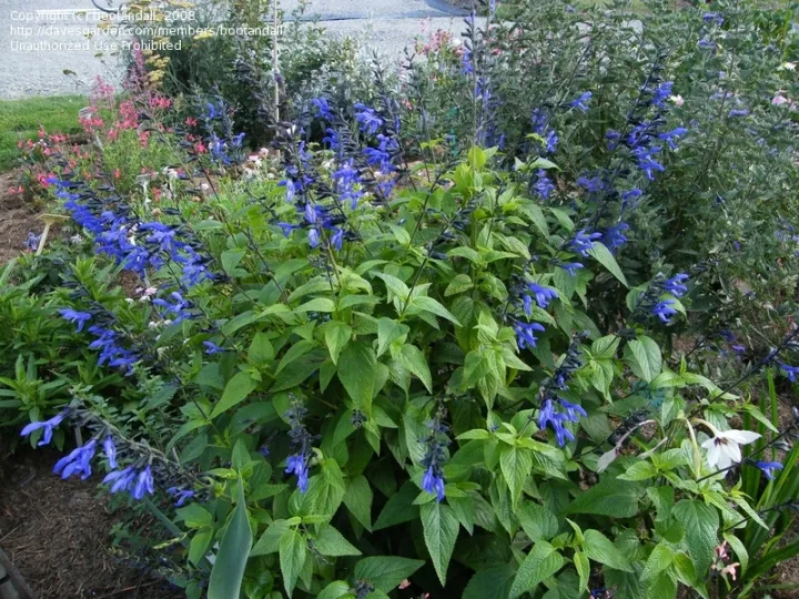 Salvia guaranitica 'Black & Blue'
