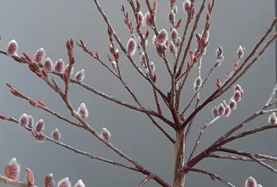 Salix gracilistyla 'Mount Aso'