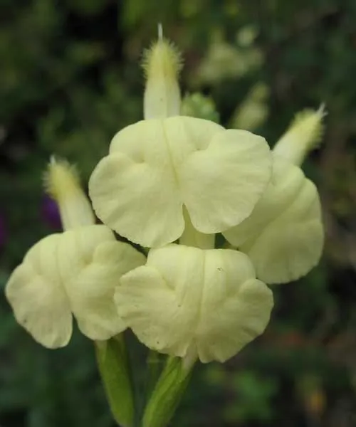Salvia greggii 'Sungold'