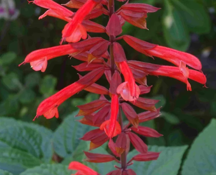 Salvia guaranitica 'Tropicolour Carmine'