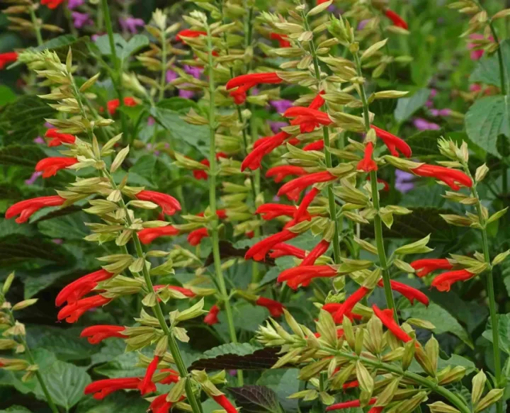 Salvia guarantica 'Tropicolour Sunrise'