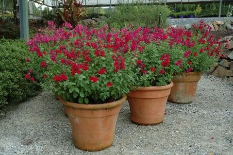 Salvia microphylla 'Heatwave Blaze'