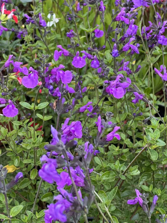 Salvia microphylla 'Purple drops'