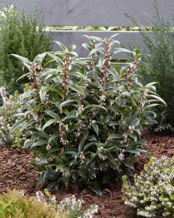 Sarcococca hook. 'Purple Stem'