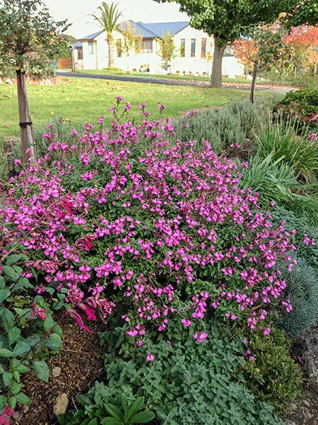 Salvia microphylla 'Heatwave Sparkle'