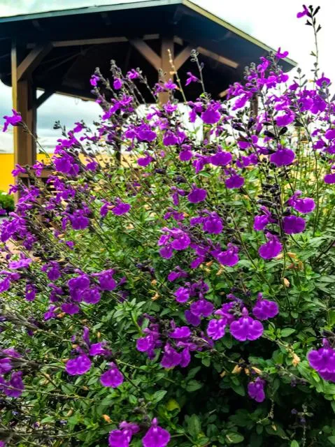 Salvia microphylla 'Violet dream'