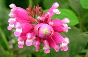 Salvia involucrata 'Bethellii'