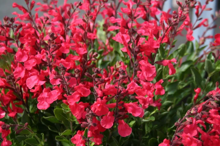 Salvia jamensis (x) 'Flammen' ®