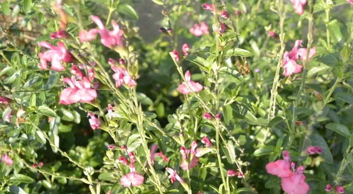 Salvia jamensis (x) 'Kentish Pink'