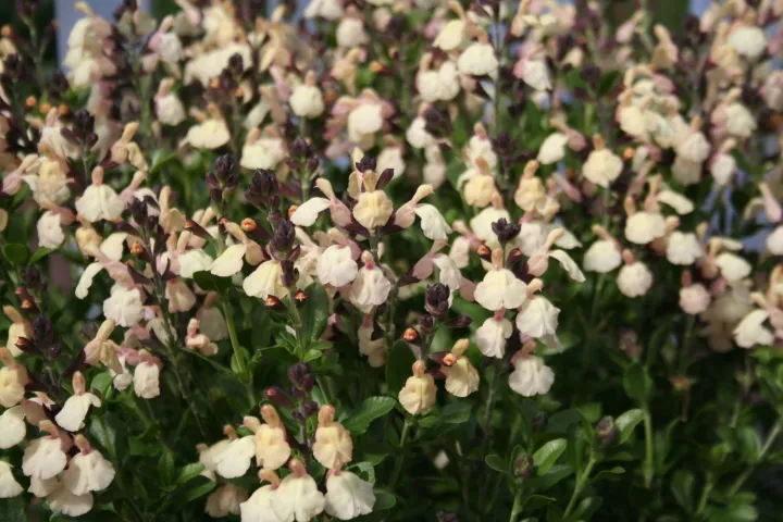 Salvia jamensis (x) 'Melen'