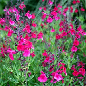 Salvia jamensis (x) 'Raspberry Royale'