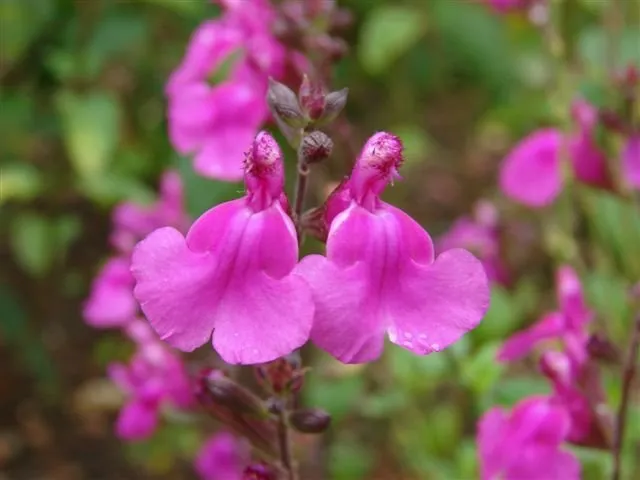 Salvia hybride 'Lararsha'