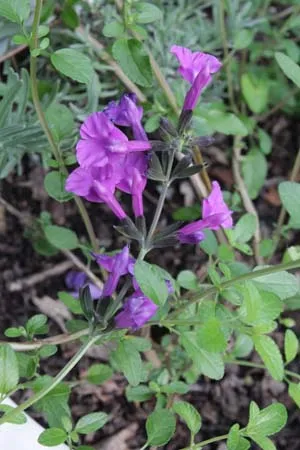 Salvia hybride 'Lilac Dream'